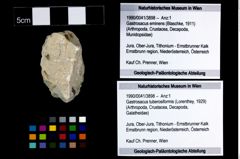 Foto (Objekt + Etikett) von Gastrosacus tuberosiformis (Lorenthey, 1929)  (NHMW-GEO-1990-0041-3898)